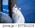 【白猫】帰る途中だけど何度も振り向く猫 97781228