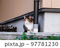 【キジ白】隠れようとしたけど隠れきれないいたずら猫 97781230