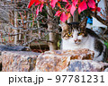 【キジ白】庭の中から顔を出して挨拶する猫 97781231