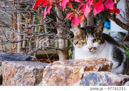【キジ白】庭の中から顔を出して挨拶する猫 【キジ白】庭の中から顔を出して挨拶する猫 97781231