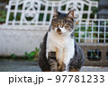 【キジシロ】注意深く見つめる猫 97781233