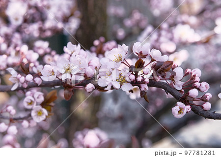 Apricot flowers blooming with bright white petals. Greeting card for Womens day. Spring blurred background in Japan, violet color. Apricot flowers blooming with bright white petals. Greeting card for Womens day. Spring blurred background in Japan, violet color. 97781281