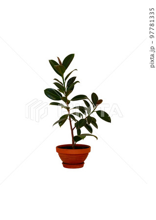 Pot with green houseplant for home. Ficus elastica. Ficus with juicy green leaves in ceramic brown pot, isolated on white background. Pot with green houseplant for home. Ficus elastica. Ficus with juicy green leaves in ceramic brown pot, isolated on white background. 97781335