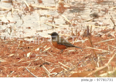 アカハラ アカハラ 97781731