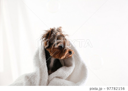 Cute Yorkshire terrier wrapped in towel on light background Cute Yorkshire terrier wrapped in towel on light background 97782156