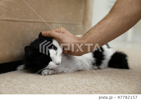 Man hurting cat at home, closeup of hand. Domestic violence against pets Man hurting cat at home, closeup of hand. Domestic violence against pets 97782157