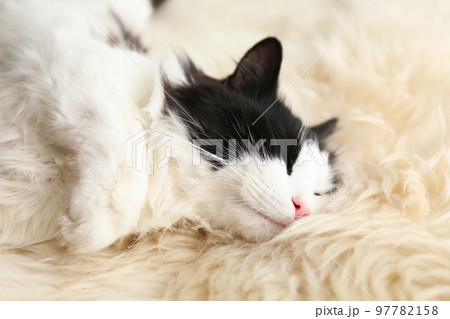 Cute cat relaxing on faux fur. Lovely pet Cute cat relaxing on faux fur. Lovely pet 97782158