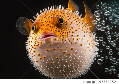 Spherical puffer fish with black eyes on dark background Spherical puffer fish with black eyes on dark background 97782352