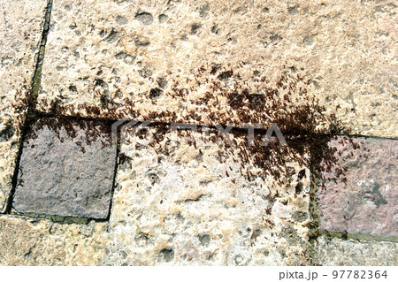 Close up of ants in cracks in sidewalk. Close up of ants in cracks in sidewalk. 97782364
