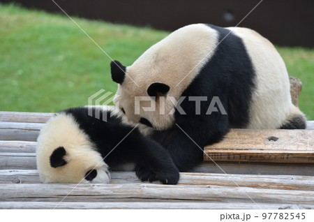 結浜と遊ぶ良浜ママ 97782545