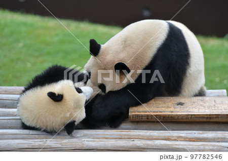 結浜と遊ぶ良浜ママ 97782546