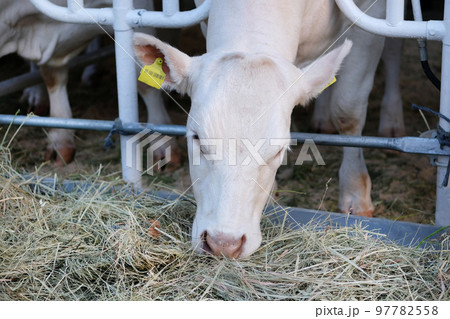 White cow eats hay on dairy farm. Concept of agriculture, farming and livestock. 97782558