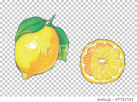 Whole lemon/sliced hand-drawn illustration Copic Whole lemon/sliced hand-drawn illustration Copic 97782591