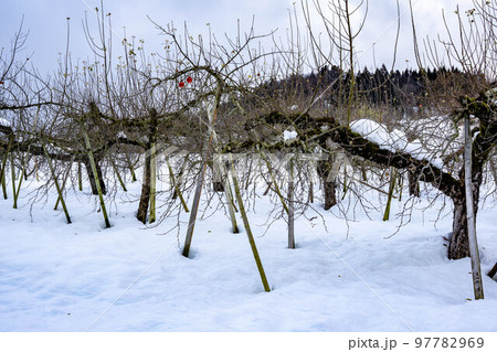 冬のリンゴ畑 97782969