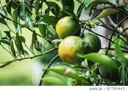 Closeup of satsumas Bang Mot tangerine ripening on tree Closeup of satsumas Bang Mot tangerine ripening on tree 97783443
