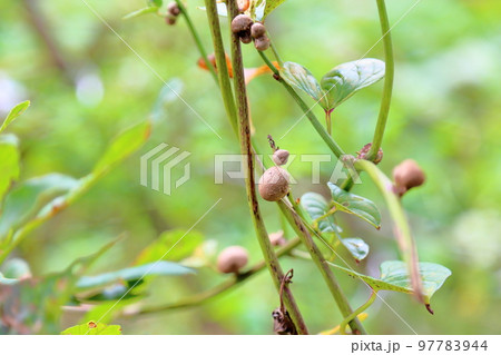 ムカゴの実 ムカゴの実 97783944