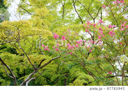 百日紅の花 97783945