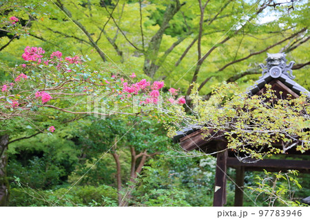 百日紅の花 97783946