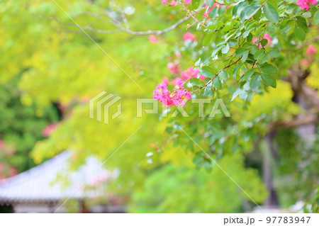 百日紅の花 97783947