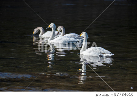 白鳥　白鳥飛来地　冬の季節　深谷市　　　 97784010