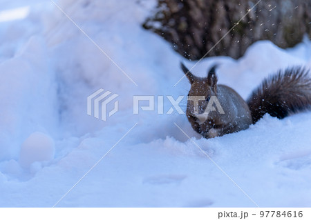 秋に隠しておいた餌を探す顔中雪だらけのエゾリス 秋に隠しておいた餌を探す顔中雪だらけのエゾリス 97784616