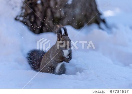 秋に隠しておいた餌を探す顔中雪だらけのエゾリス 秋に隠しておいた餌を探す顔中雪だらけのエゾリス 97784617