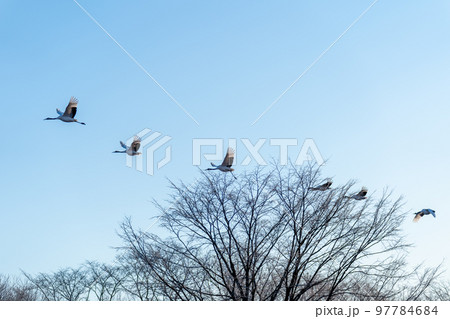 青空の中朝日を浴び飛び立つ6羽のタンチョウ 青空の中朝日を浴び飛び立つ6羽のタンチョウ 97784684