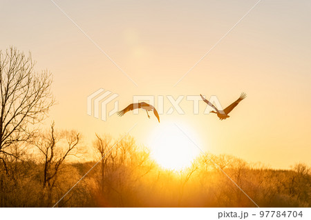 朝日を背景に飛び立つ2羽のタンチョウ 97784704