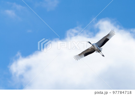 青い空と白い雲を背景に飛ぶタンチョウ 97784718