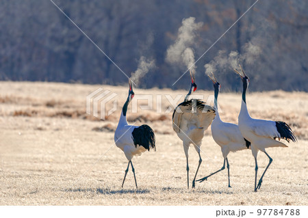 白い息を吐くタンチョウ4羽の鳴き合い 97784788