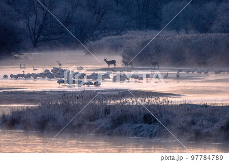 朝日色に染まるねぐらで過ごすタンチョウとエゾシカ、ハクチョウ 97784789