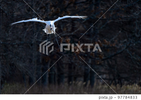 暗い背景から浮かび上がる着陸前の1羽のタンチョウ 暗い背景から浮かび上がる着陸前の1羽のタンチョウ 97784833