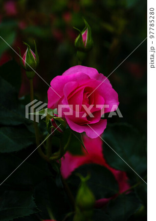 春の花散歩 春の花散歩 97785280