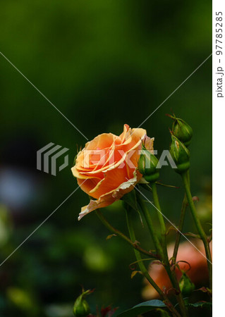 春の花散歩 97785285