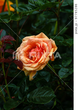 春の花散歩 97785286