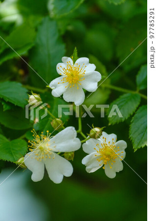 春の花散歩 春の花散歩 97785291