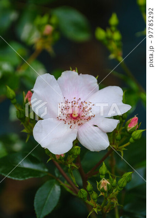 春の花散歩 春の花散歩 97785292