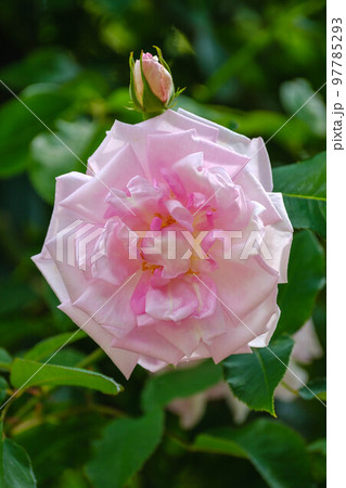 春の花散歩 春の花散歩 97785293