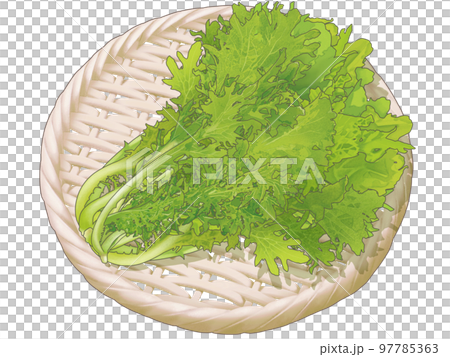 A delicious hand-drawn illustration of a realistic taste of fresh wasabi greens served in a bamboo colander 97785363