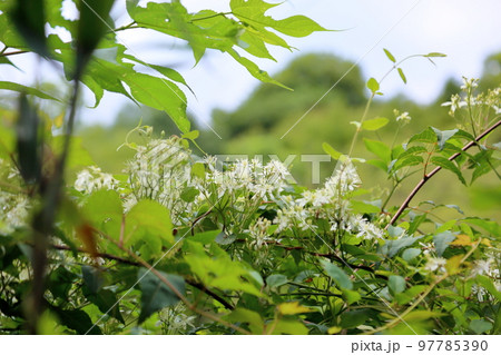 センニンソウの花 センニンソウの花 97785390