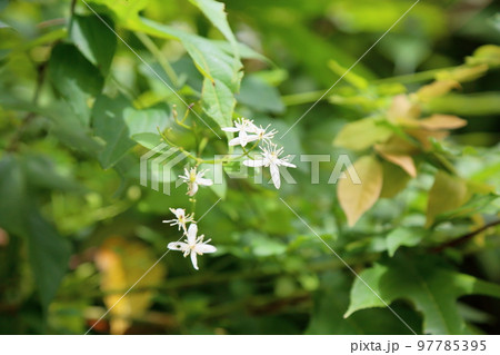 センニンソウの花 センニンソウの花 97785395