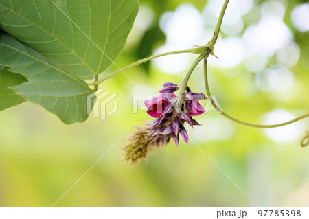 クズの花 クズの花 97785398