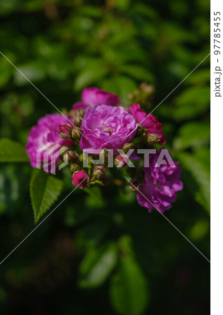 こどものくにバラ園 こどものくにバラ園 97785455