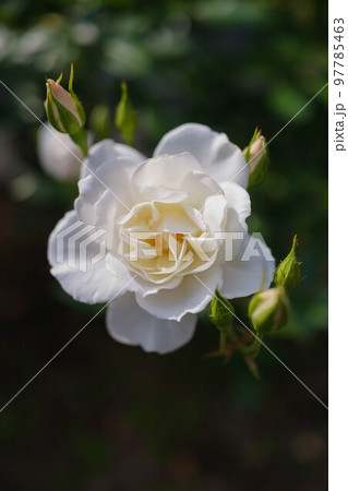 こどものくにバラ園 97785463