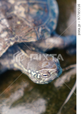 亀の顔 97785516