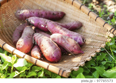 木漏れ日の中のサツマイモ 紅はるか 木漏れ日の中のサツマイモ 紅はるか 97785573