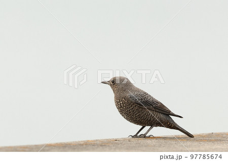 生き物 野鳥 イソヒヨドリ、体長二十五センチ程。オスは青と赤の美しい鳥、メスはいたって地味 生き物 野鳥 イソヒヨドリ、体長二十五センチ程。オスは青と赤の美しい鳥、メスはいたって地味 97785674