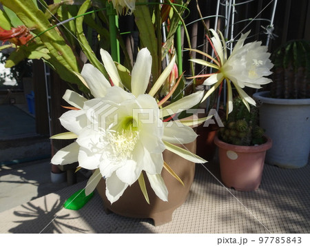 サボテンの花 97785843