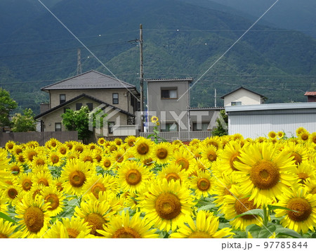 ひまわり畑 ひまわり畑 97785844