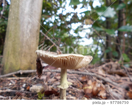 自生のキノコ 97786750
